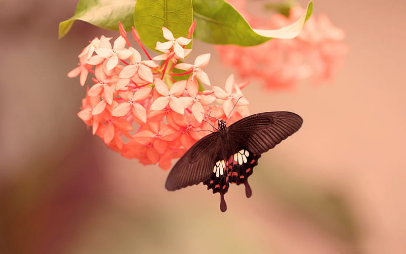 Butterfly on pink flower-High Quality, HD wallpaper | Peakpx