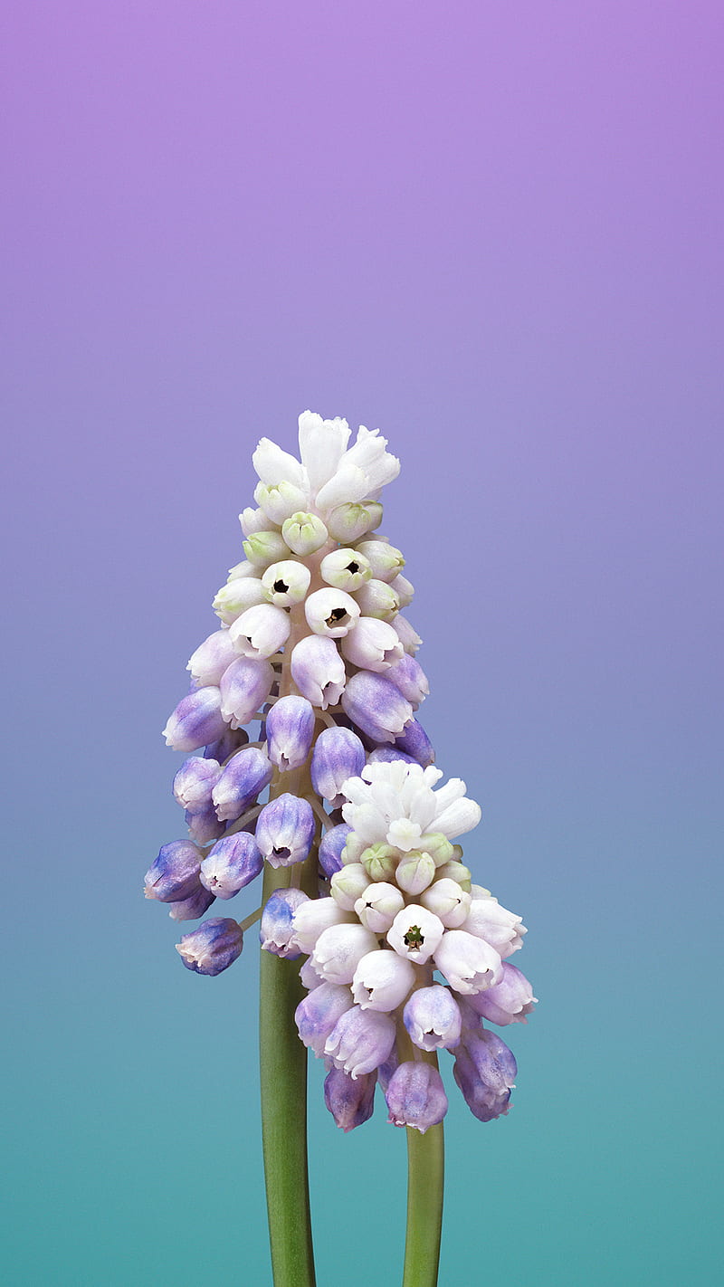 Flower gradation , muscari, purple, HD phone wallpaper