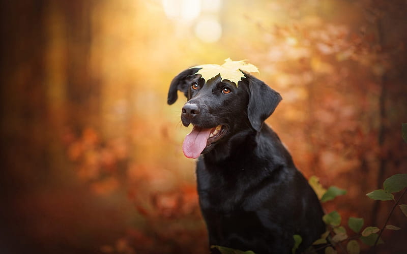 leaf on my head, cute, puppies, animals, dogs, HD wallpaper