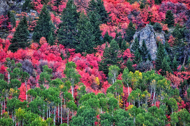 Fall Colors, forest, autumn, graphy, landscape, idaho, nature, mountain, bonito, HD wallpaper