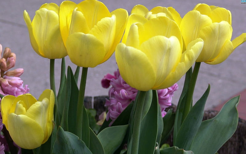 Yellow Tulips, flowers, spring, tulips, lovely, HD wallpaper | Peakpx