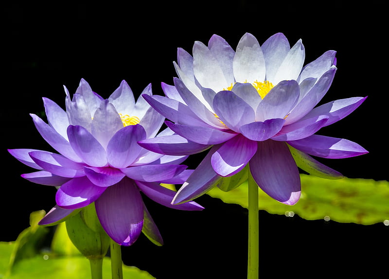 Water Lilly, Purple, Flowers, Petals, Lilacs, HD wallpaper