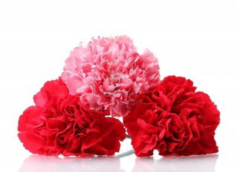 Lovely Carnations, Red, Pink, Lovely, bonito, Carnations, HD wallpaper