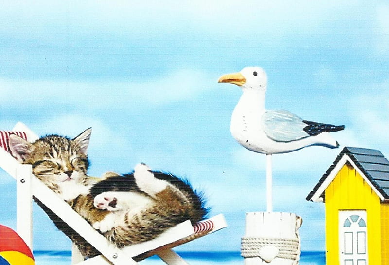 Tabby Kitten, cute, beach, paws, tabby, hammock, kitten, HD wallpaper