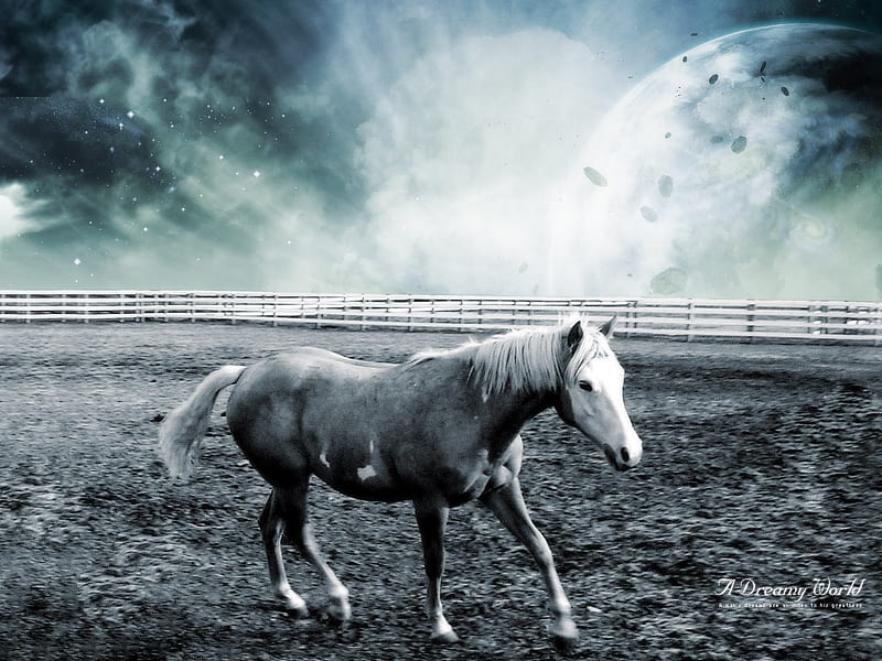 Dark Horse, moon, dark, sky, dull, animals, horses, HD wallpaper