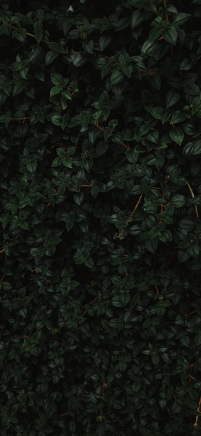 Green, kerala, leaf, nature, HD phone wallpaper