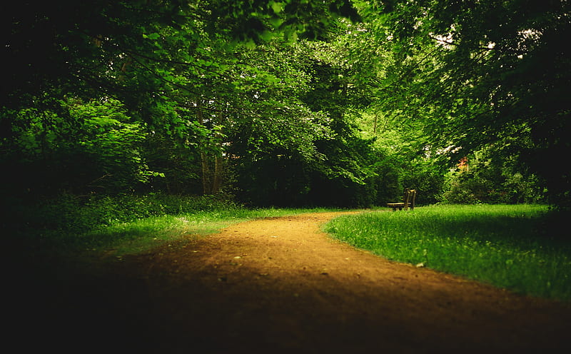 Loneliness Ultra, Nature, Forests, spring, green, forest, wood, desk, HD wallpaper