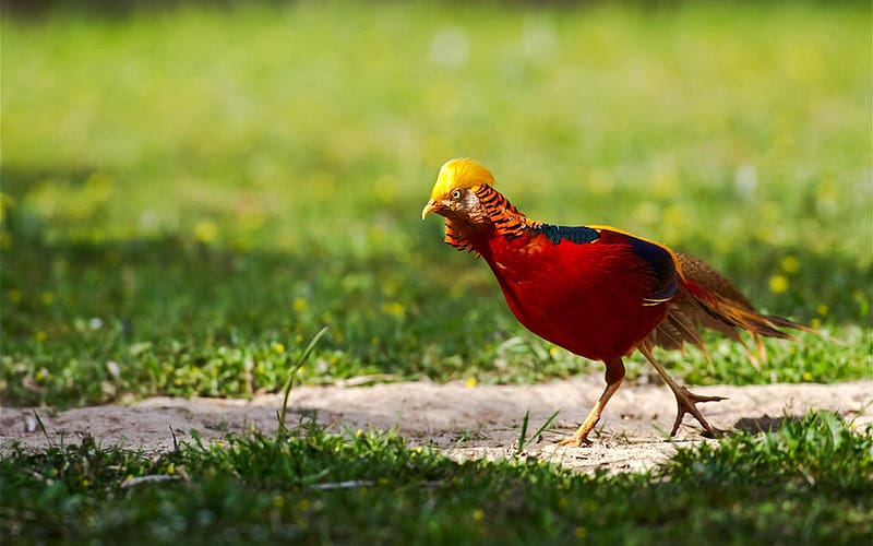 Birds, Animal, Golden Pheasant, HD wallpaper