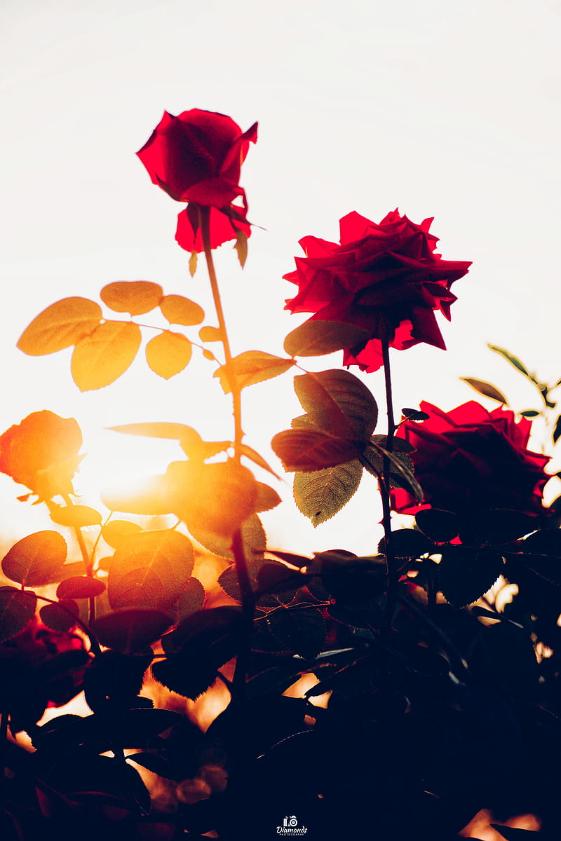 Flower Rose, lotus, love, morning, redrose, sunflowers, sunrise, tulips, HD phone wallpaper