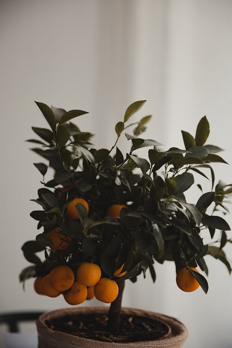 tangerine, citrus, tree, leaves, HD phone wallpaper