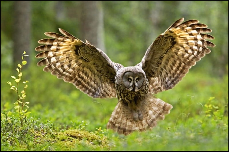 WINGS WIDE OPEN, owl, wings, bird, flight, preditor, HD wallpaper
