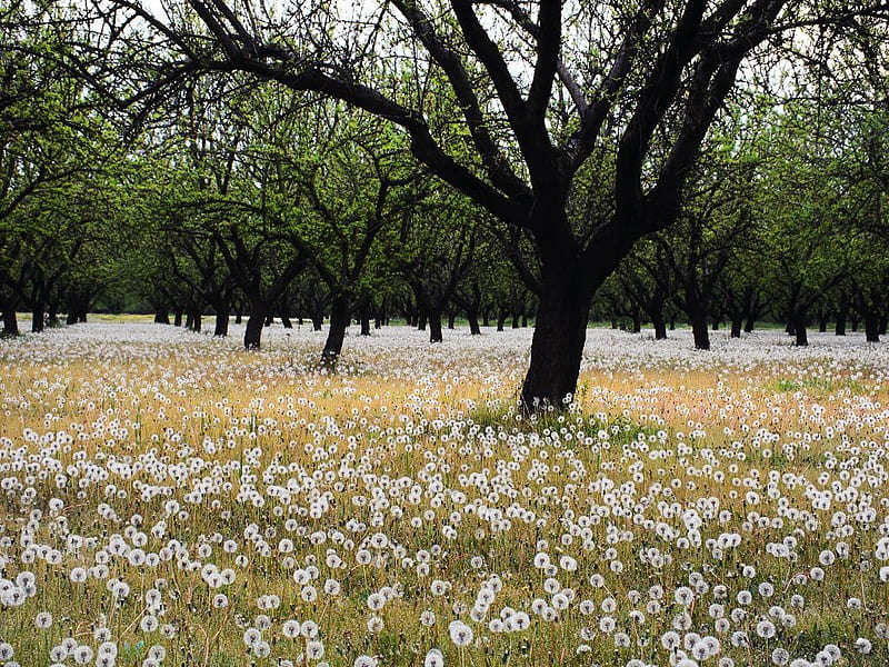 Field of dandelions., seed, dandelion, tree, flower, field, HD wallpaper