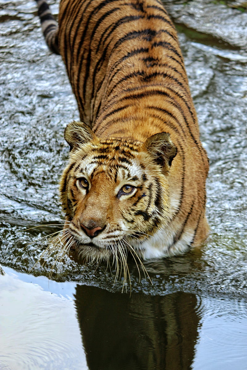 Tigre Animales Tigre De Bengala Naturaleza Salvaje Vida Silvestre Fondo De Pantalla Movil Hd Peakpx