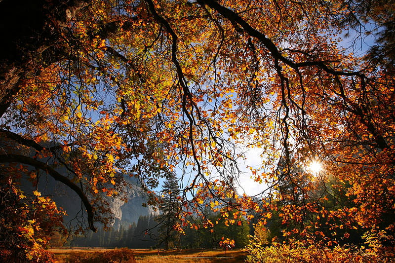 Autumn in Yosemite, colors, tree, leaves, mountains, HD wallpaper