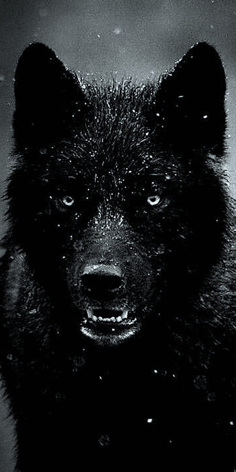 Wolf, black, dog, rain, HD phone wallpaper