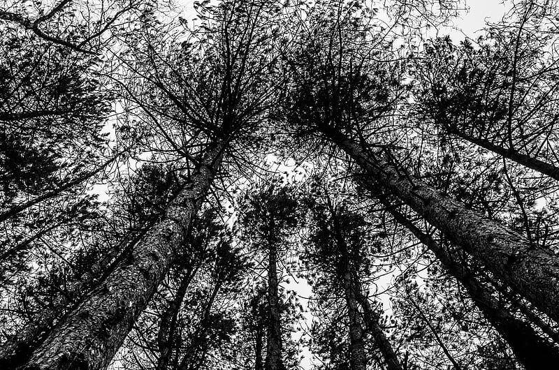 trees, sky, bw, forest, HD wallpaper