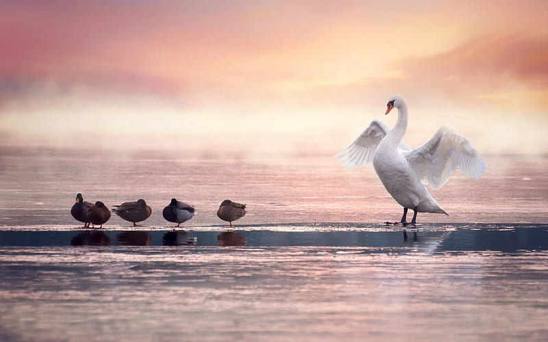 Just being beautiful, water, duck, bird, white, swan, pink, situation, HD wallpaper