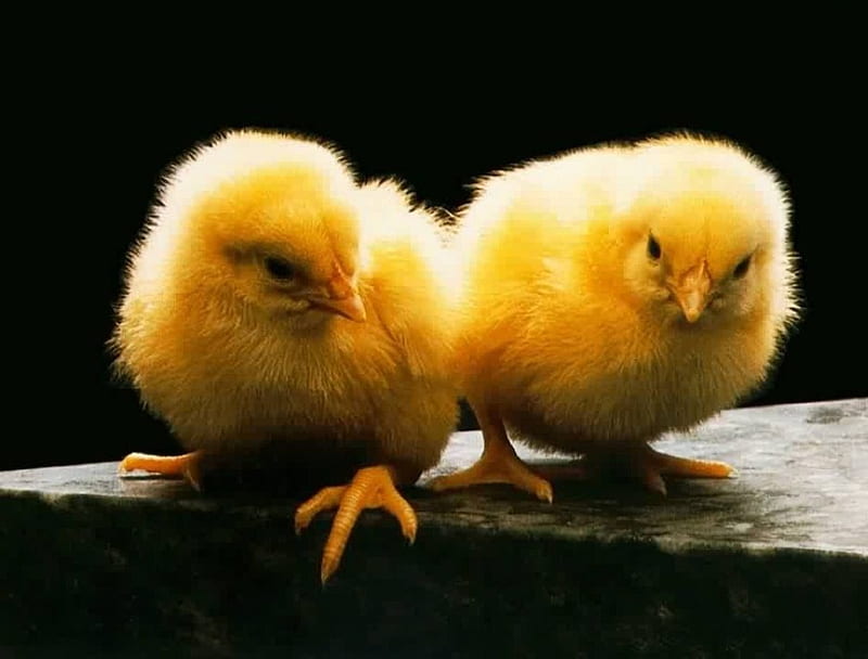 Just the 2 of us!, cute chicks, fuzzy friends, HD wallpaper