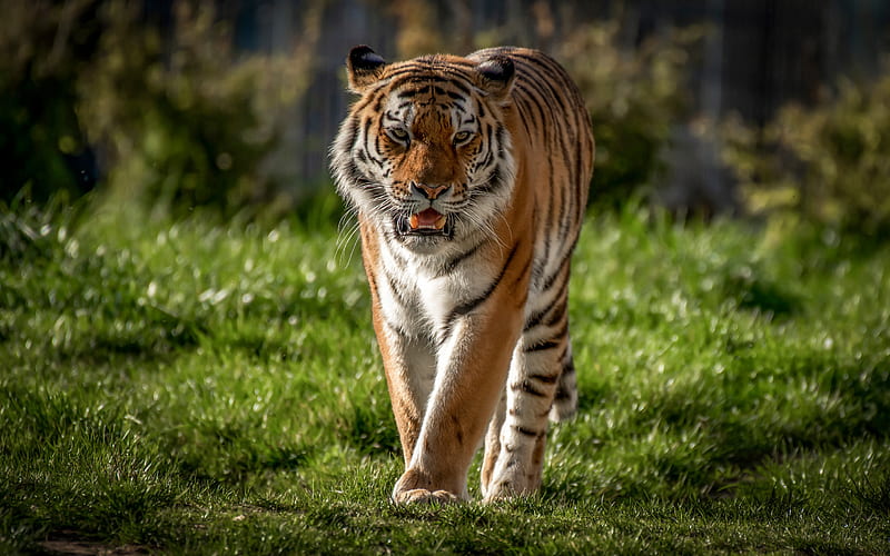 tiger, predator, big tiger, wildlife, summer, green grass, dangerous animals, HD wallpaper