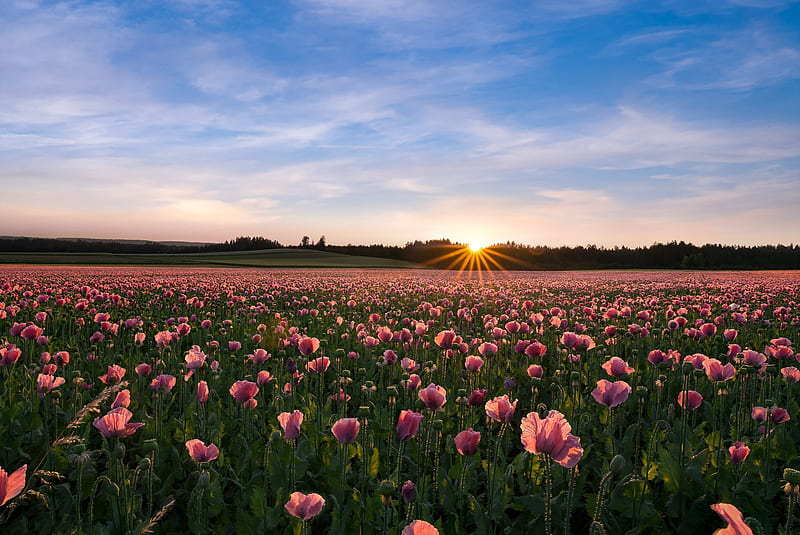 Flowers, Poppy, Field, Flower, Nature, Pink Flower, Summer, Sunrise, HD wallpaper