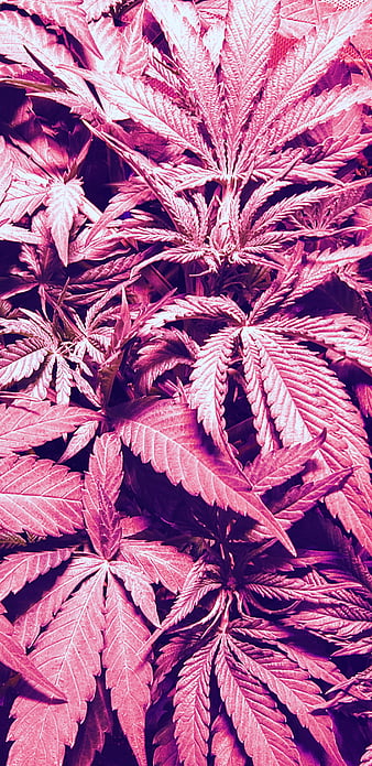 Marijuana, 420, bud, flower, green, leaf, marijuana smoke, pot, HD phone wallpaper