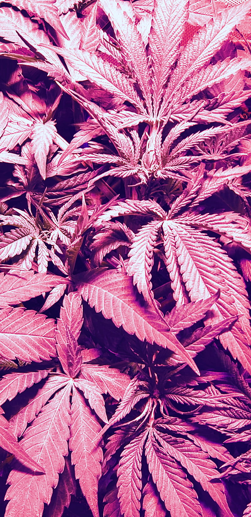 Marijuana , 420, bud, flower, green, leaf, marijuana smoke, pot, HD phone wallpaper