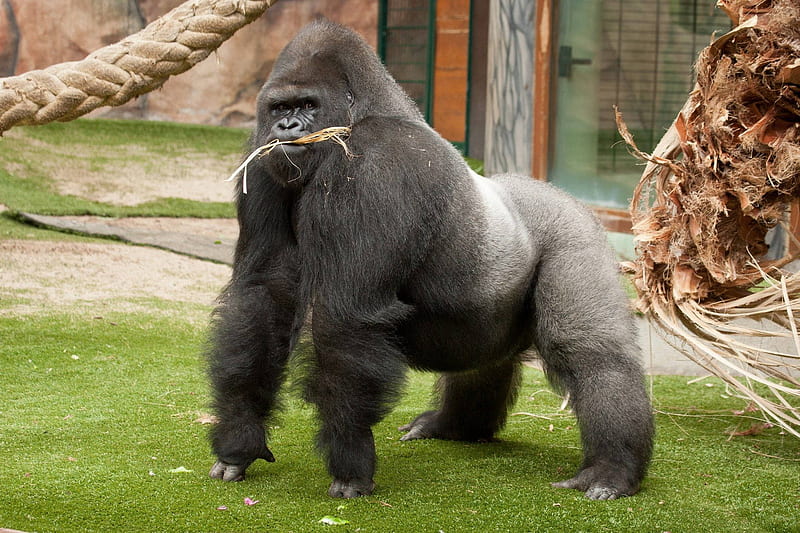 Gorilla Standing On Its Knuckles, Gorrilla, HD wallpaper
