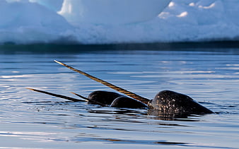 Download Adult Narwhal Swimming Wallpaper  Wallpaperscom