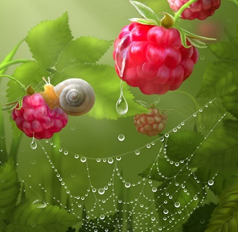 Raspberry HD Wallpaper 16910 - Baltana