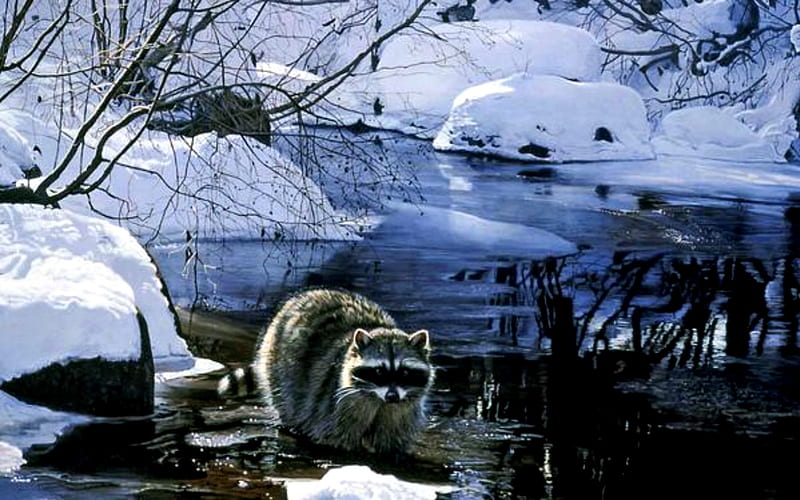 Cool Pause, Paws, Water, Raccoon, Snow, HD wallpaper