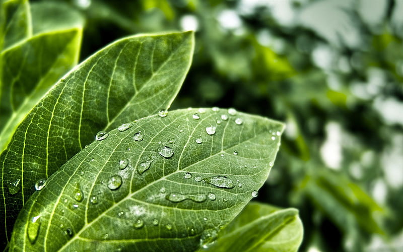 green leaves with water drops-green theme, HD wallpaper