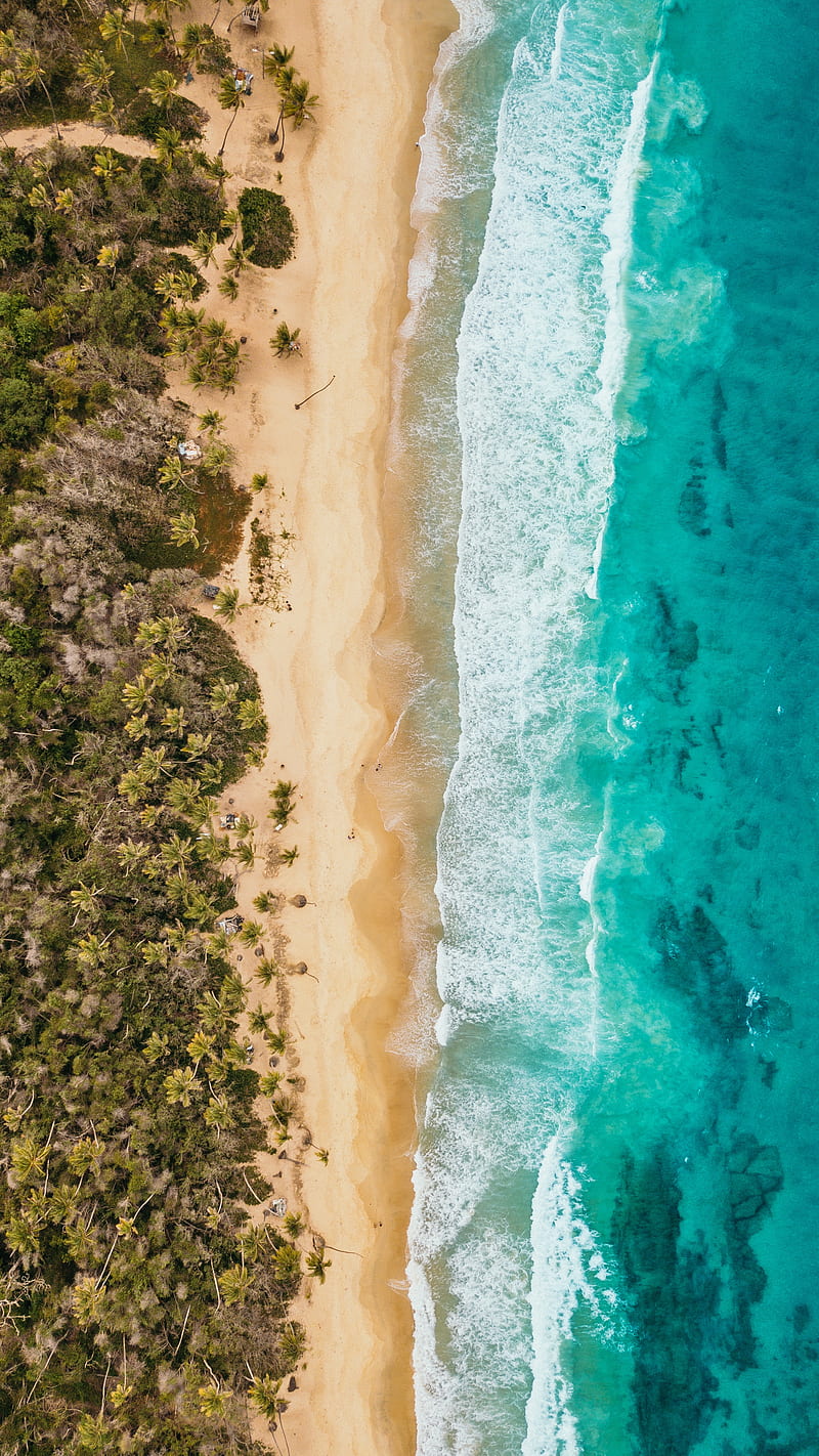 ocean, aerial view, coast, palm trees, sand, surf, foam, HD phone wallpaper