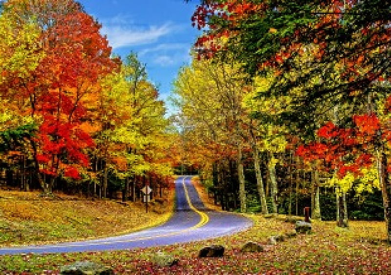 AUTUMN ROAD, forest, autumn, places, bonito, trees, sky, leaves, splendor, seaons, nature, HD wallpaper