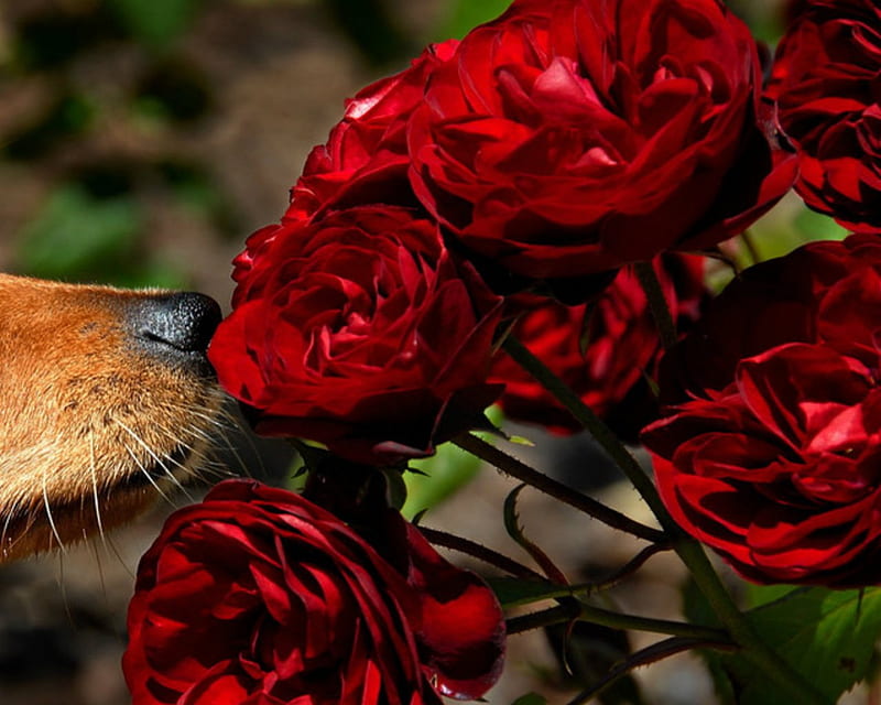 Smell the Roses, nose, flowers, roses, dog, HD wallpaper