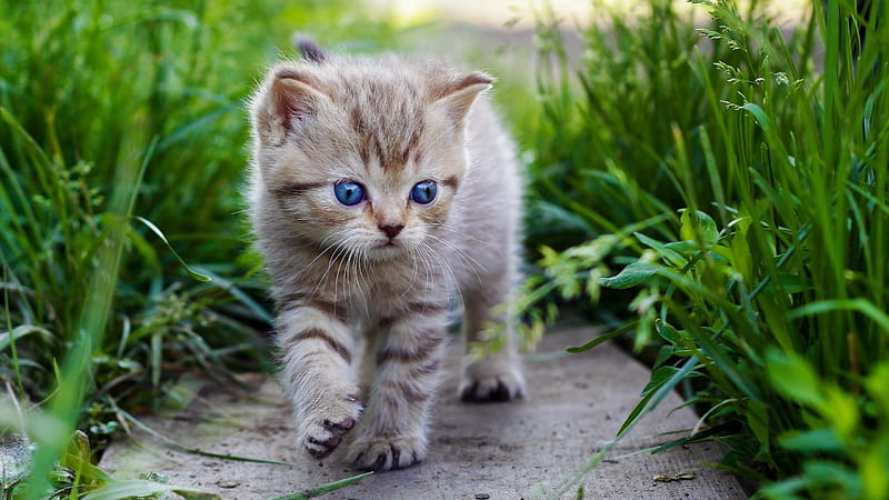 Blue Eyes Brown Cat Kitten Is Walking On Pavement Between Grasses Cute Cat, HD wallpaper