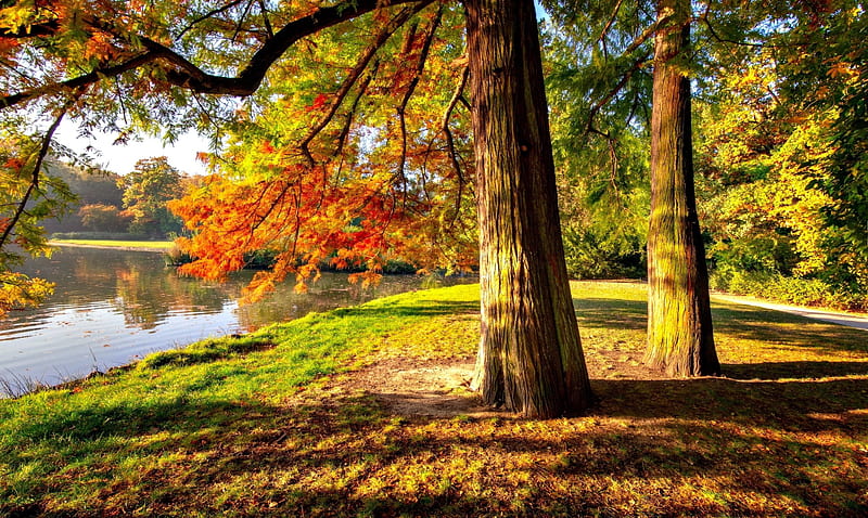 Autumn in the park, tree, autumn, bonito, park, lake, foliage, fall ...