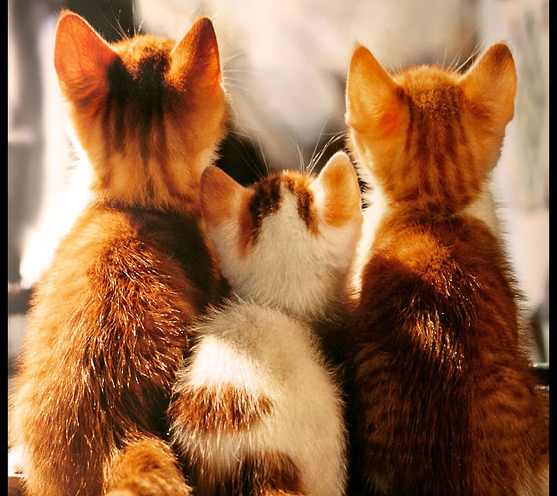 Three Cats, three, cute, cats, animals, HD wallpaper | Peakpx