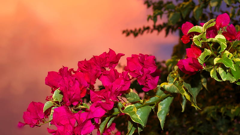 Bougainvillea, leaves, flossoms, red, flower, petals, HD wallpaper