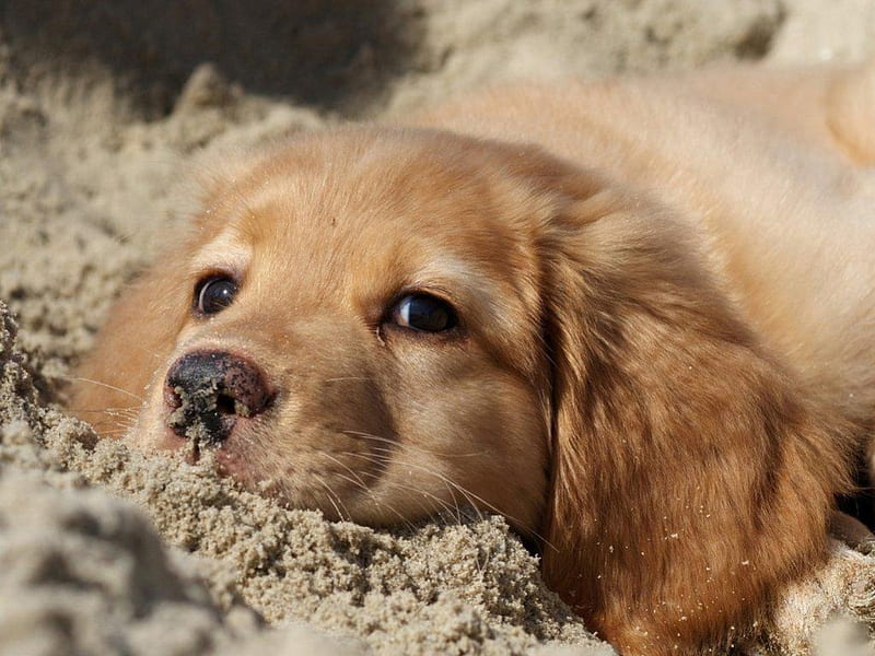 ALL PLAYED OUT, rest, youngsters, pets, puppies, sand, beaches, retrievers, friends, dogs, HD wallpaper