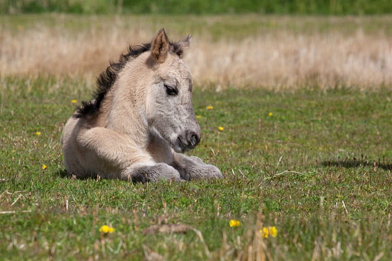 Newborn foal, cute, foal, horse, newborn, HD wallpaper