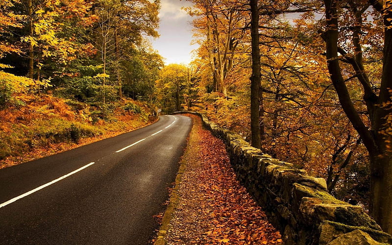 road roadside autumn leaves-Nature, HD wallpaper