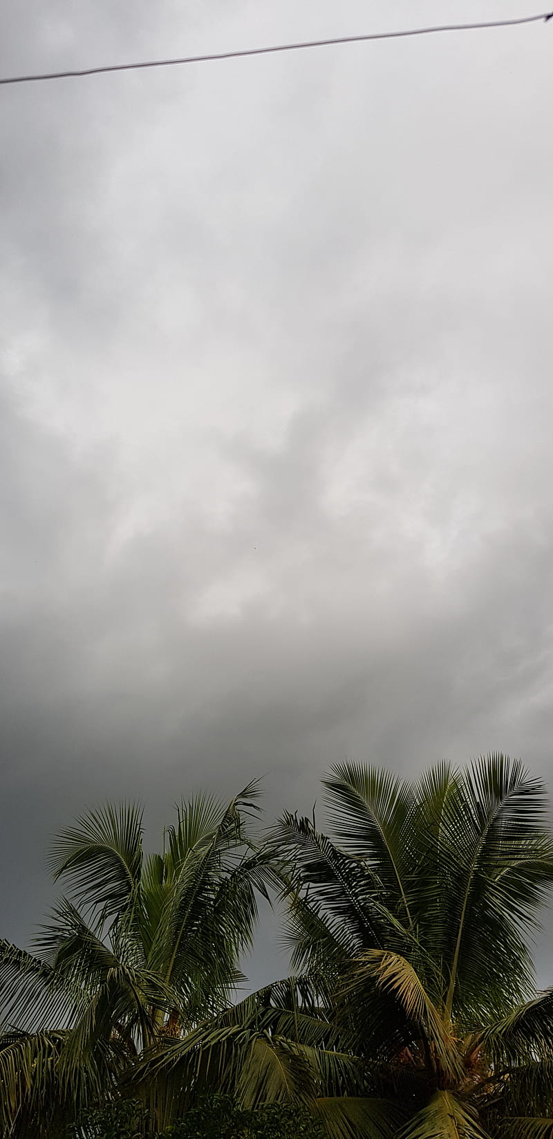 Sky, clouds, cloudy, coconut, farm, green, rain, scene, trees, HD phone wallpaper