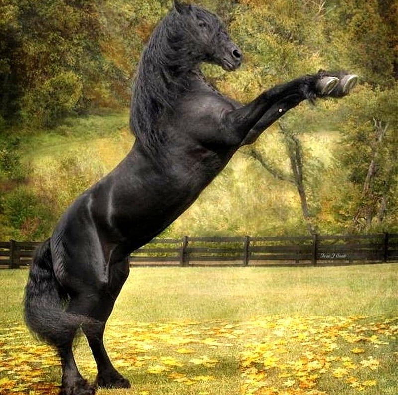 Rearing Up, dutch, friesian, black, holland, horses, HD wallpaper