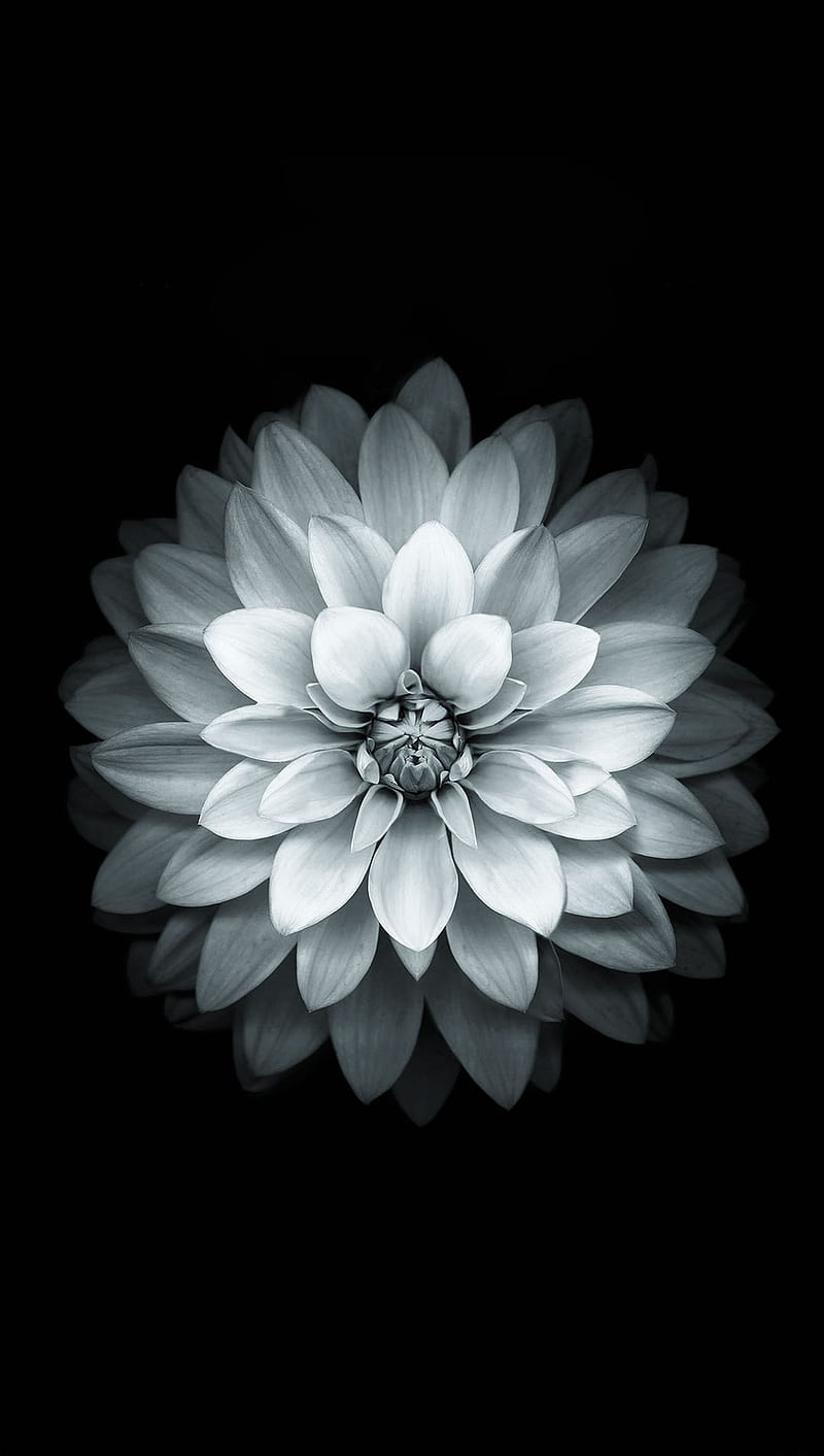 White lotus, fgs, HD phone wallpaper