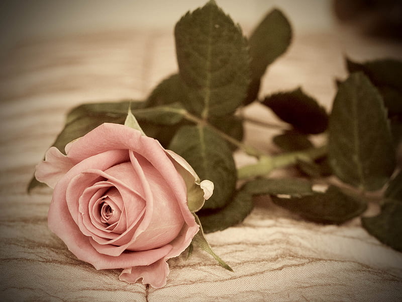 Hình nền hoa hồng cổ điển, khăn quàng cổ, nghệ thuật nghỉ đông, hoa hồng màu hồng, HD với những chi tiết tinh tế sẽ khiến cho bạn cảm thấy thật sự bất ngờ. Hình ảnh hoa hồng kết hợp với khăn quàng cổ mang lại một cảm giác đầy tinh tế và đặc biệt cho bộ sưu tập này. Hãy cùng truy cập ngay để hiểu thêm về những hình nền hoa hồng cổ điển đầy lôi cuốn này.