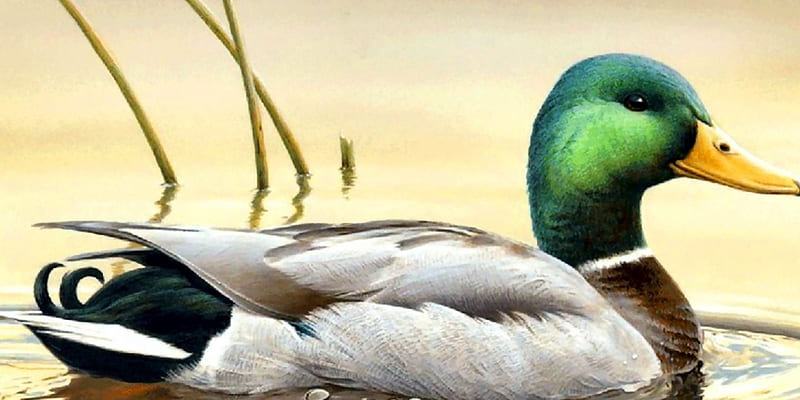Male Mallard Duck, art, artwork, animal, duck, Mallard, bird, avian, painting, wide screen, wildlife, HD wallpaper
