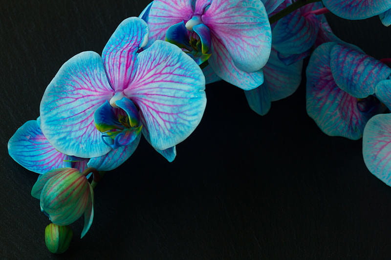 Bunch of violet orchids, Flowers, Orchids, Blooming, Bouquet, HD wallpaper