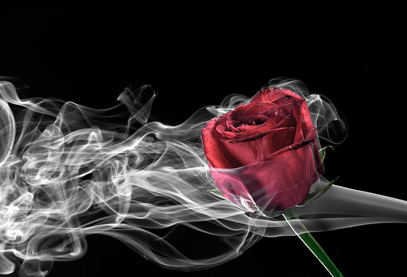 ღ❤ღ, red, bonito, roses, smoke, HD wallpaper