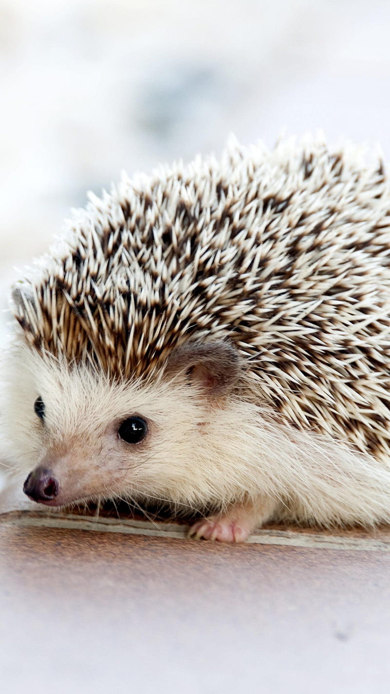 Adorable Hedgehog - iPhone, Android & Background. Wild animal , Hedgehog pet, Animal, Cute Porcupine, HD phone wallpaper
