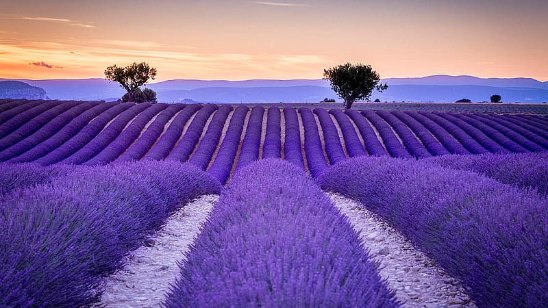 Beautiful Lavender Field, purple, flowers, nature, lavender, trees, sky ...